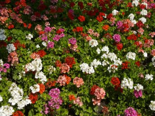 rajzolj_uj_vilagot_ultess_tobb_viragot_782_2010042185948_376.jpg