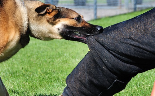 Kutyás polgárőrök Sümegen 