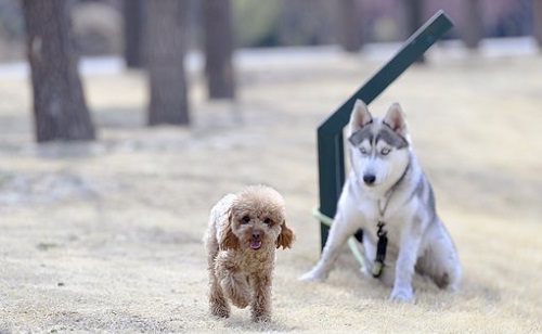 Kutyahúsvétot tartottak a városban